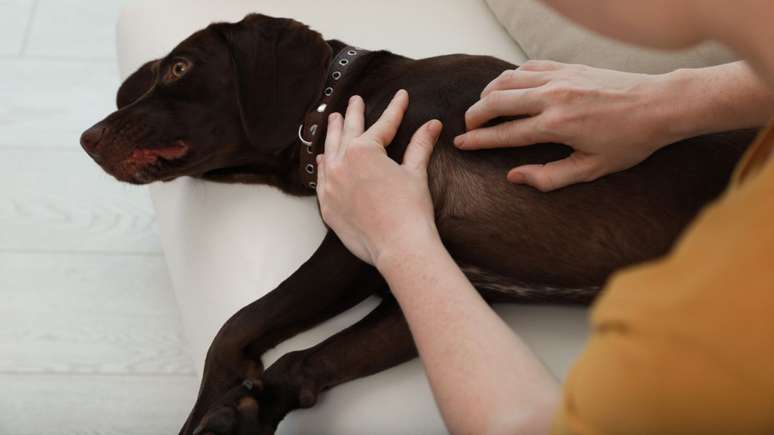Cães também podem ser infectados com a febre maculosa -