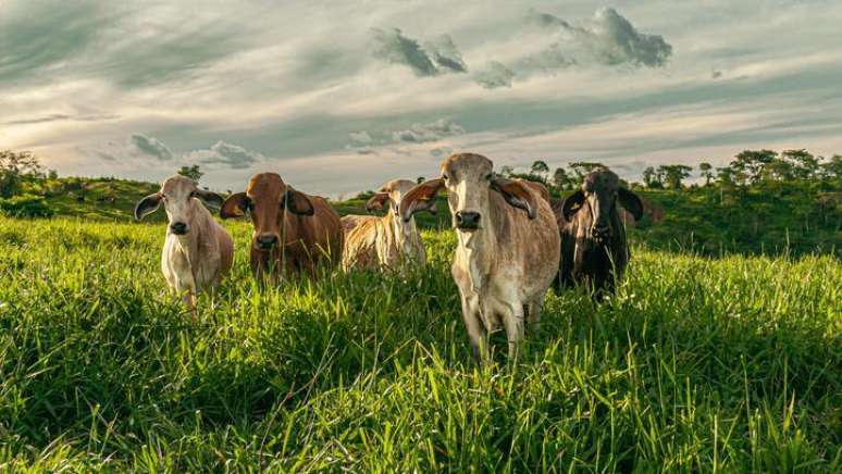 Infestações de carrapato-estrela estão se tornando cada vez mais comuns em rebanhos bovinos, diz pesquisadora