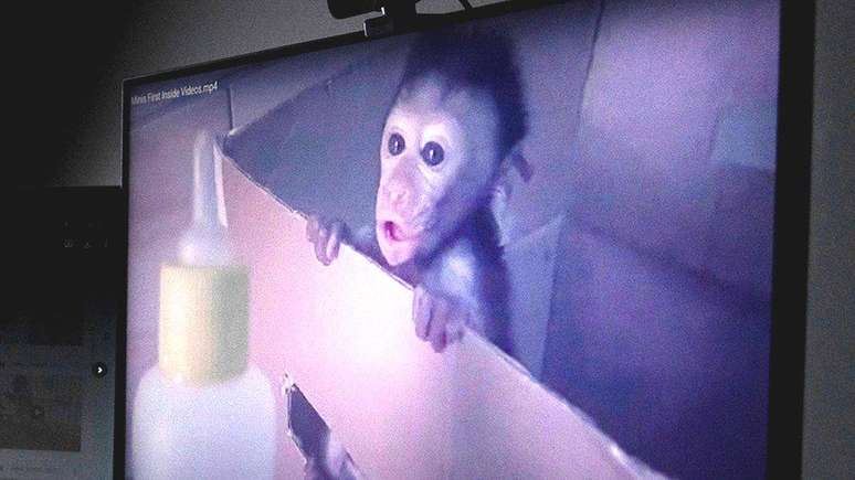 The global network of sadistic monkey torture revealed by the BBC