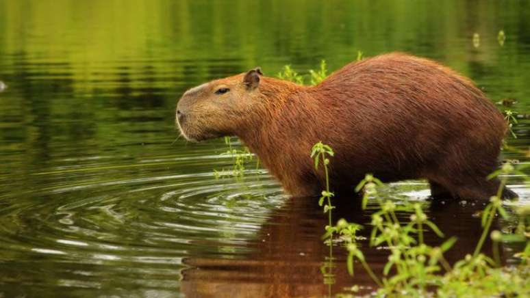 As capivaras são um dos animais afetados pelo carrapato-estrela — e poderiam se beneficiar de um esquema de vacinação