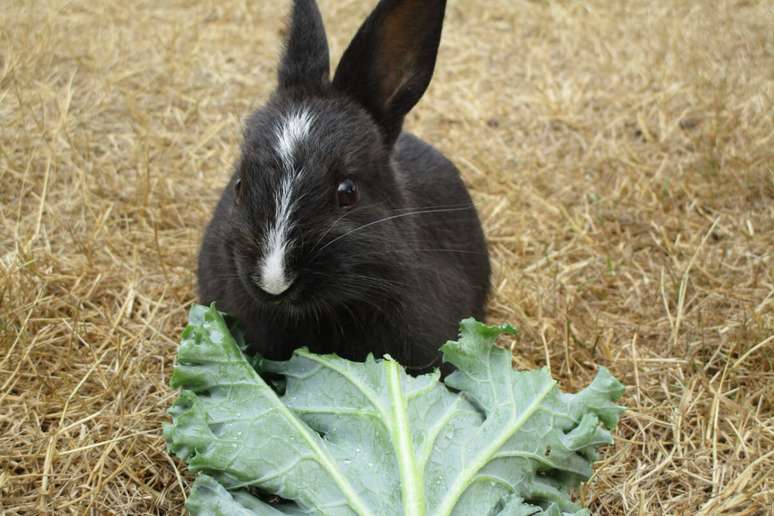 As folhas de couve s&atilde;o uma boa fonte de fibras e nutrientes para os coelhos 