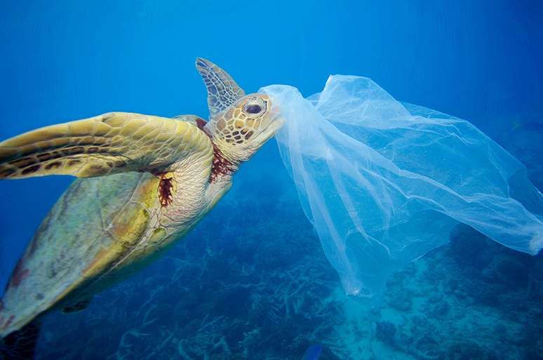 Plásticos que chegam aos oceanos impactam a vida marinha 
