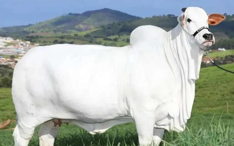 Vaca nelore mais cara do mundo é goiana e custa R$ 21 milhões