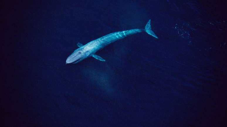 As profundezas dos oceanos são o lar de criaturas extremamente grandes e misteriosas.