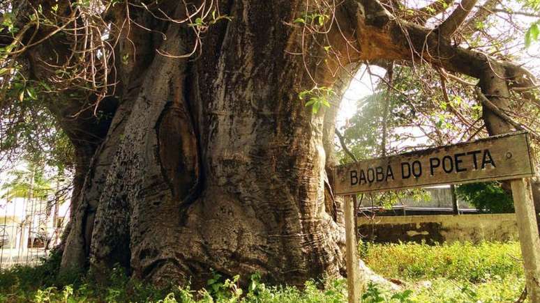 Imagem mostra uma árvore baobá. Ao lado, há uma cerca escrito: Baobá do poeta.