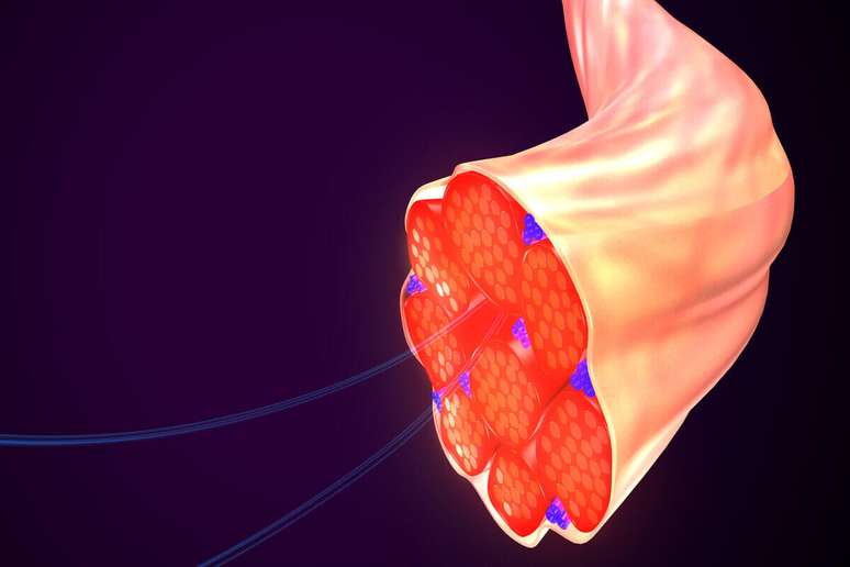 Tecido muscular permite o movimento de diversas partes do corpo 