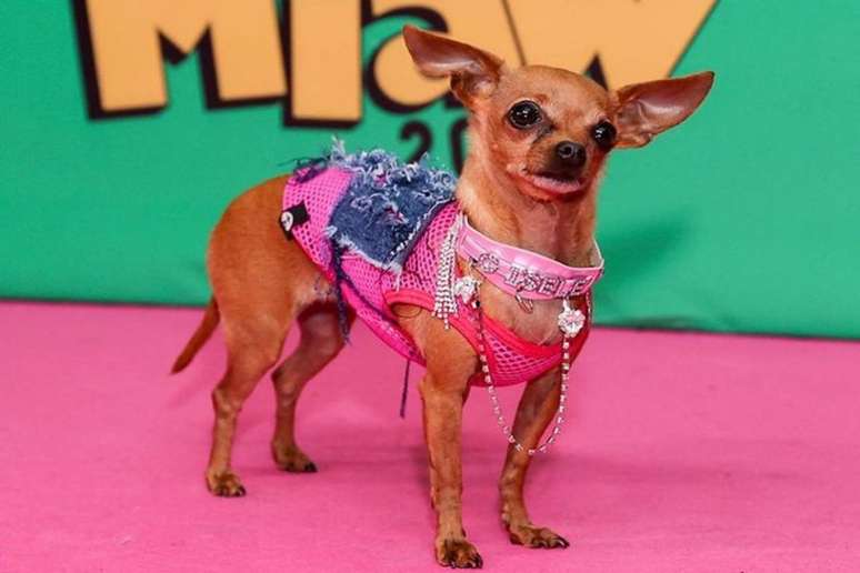 O perfil oficial da pet no Instagram tem mais de 183 mil seguidores 