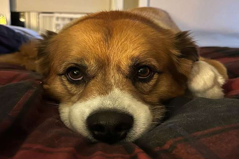 Dodger foi adotado de um abrigo para animais 