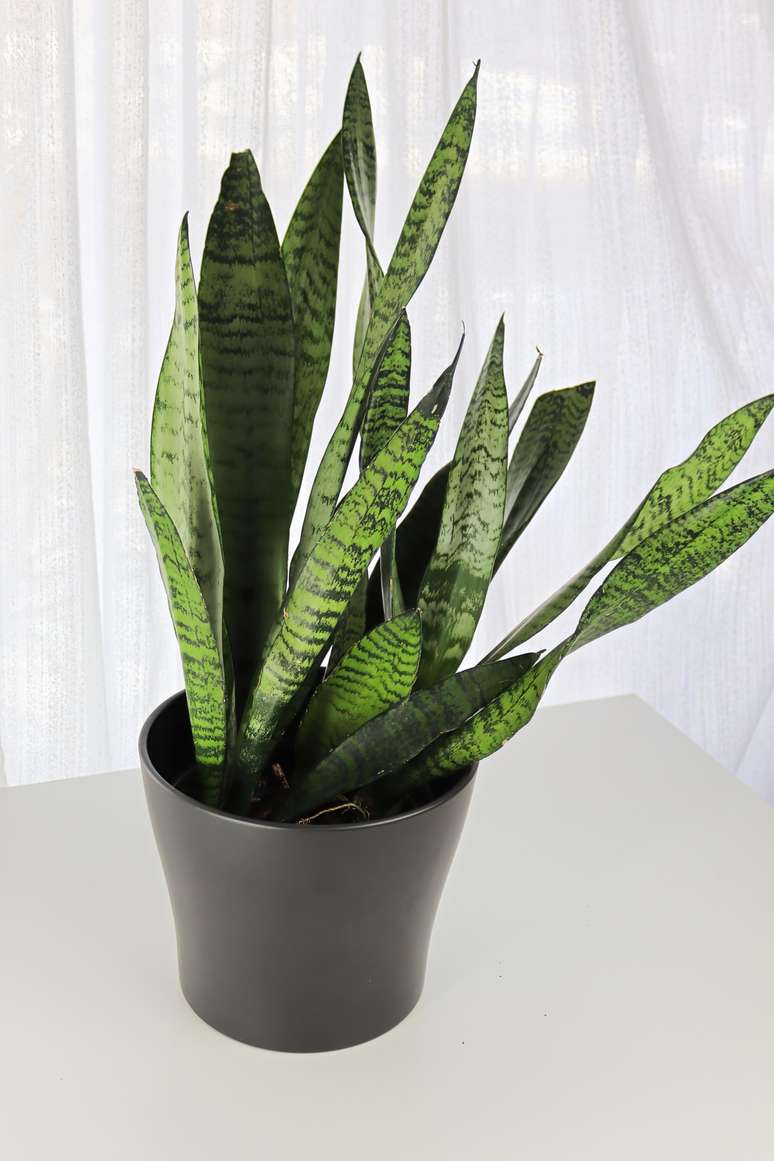 7 PLANTAS que suportam locais com POUCA LUZ 