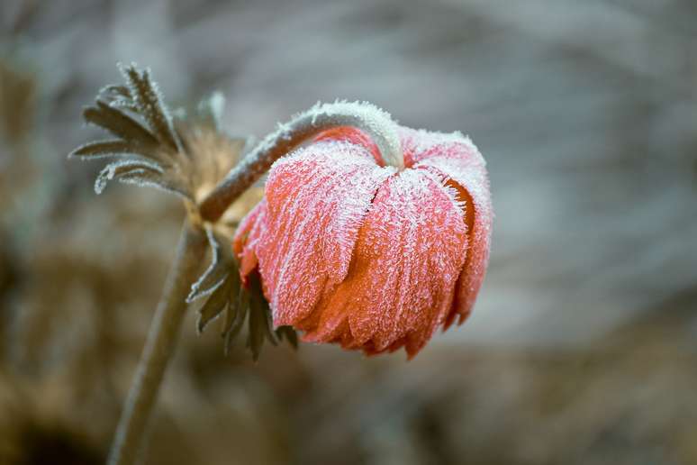 5 tips for caring for plants in winter