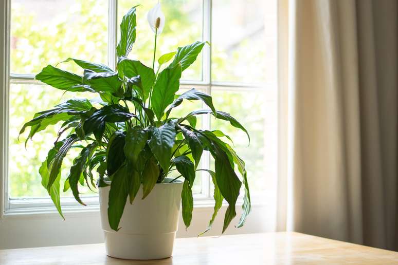 Peace Lily