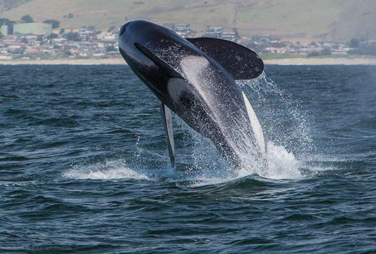 Uma orca pode pesar até nove toneladas. Portanto, ao bater no barco, dependendo do tamanho da embarcação, pode causar sérios danos.