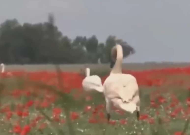 Cisnes ficam atordoados em campos de papoulas