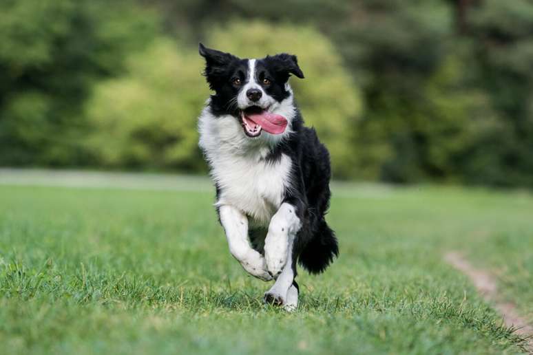 O border collie tem pelagem densa e sedosa