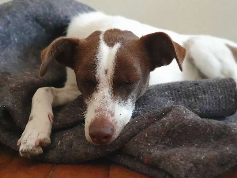 Quatro toneladas de uniformes antigos foram reciclados e geraram 1.050 cobertores para pets.