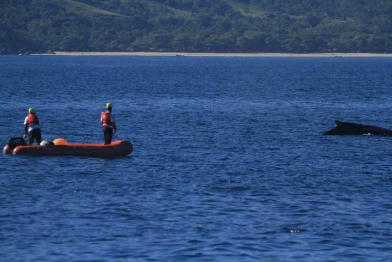 Equipe do Instituto Argonauta trabalha para soltar o cabo de pesca que ficou preso na cauda da baleia jubarte, em Ilhabela.