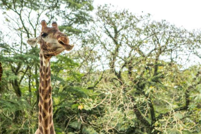 Girafa é uma das principais atrações do zoológico de São Paulo