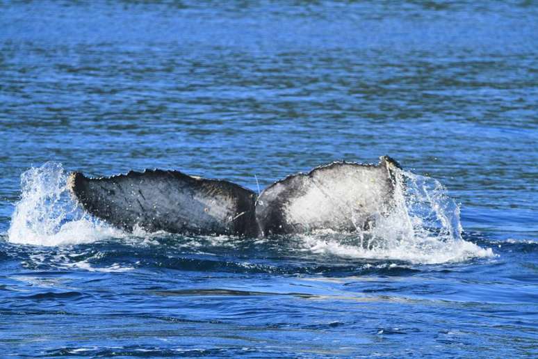 Instituto Argonauta libera baleia jubarte que teve a cauda presa com cabo de pesca.