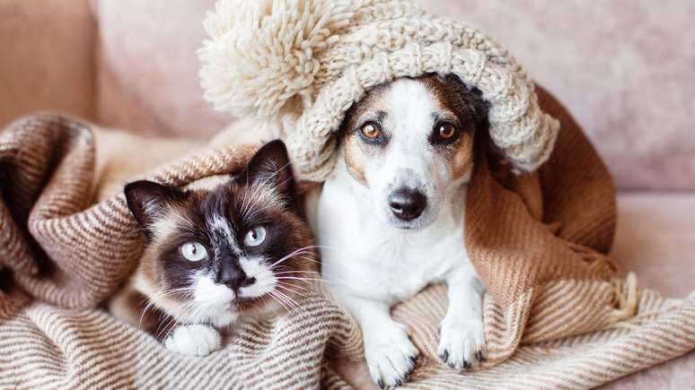 Saiba como cuidar corretamente dos pets no inverno -