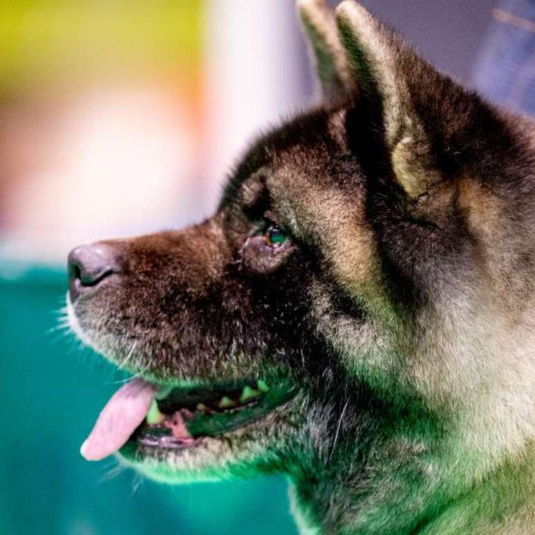 Os c&atilde;es da ra&ccedil;a Akita s&atilde;o conhecidos por serem leais aos donos