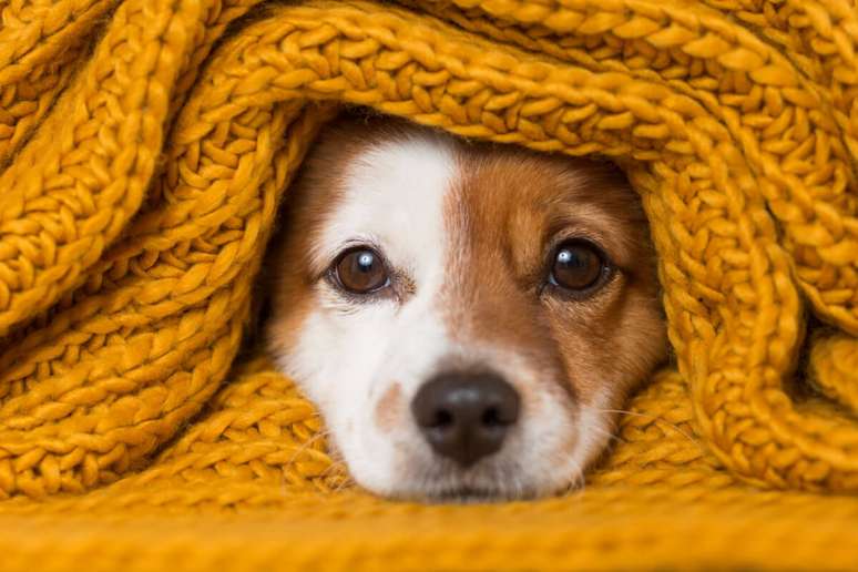 Cachorros podem demonstrar que estão com frio de várias formas