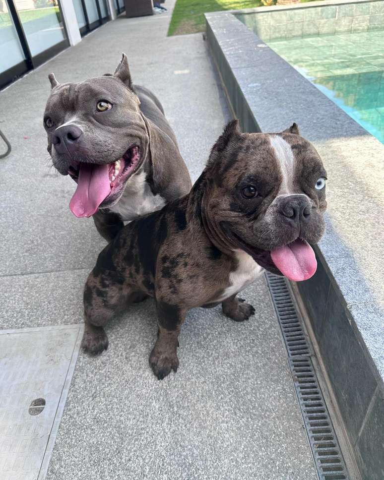 MC Cabelinho compartilha foto de seus cachorros