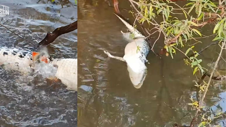 Pescador registra momento em que piranhas devoram jacaré