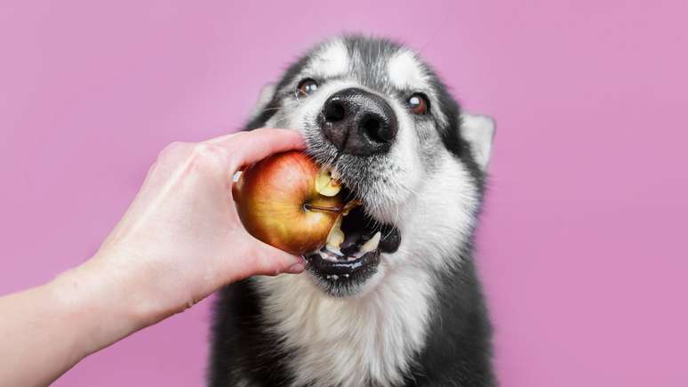 Saiba como servir a maçã ao cachorro corretamente -