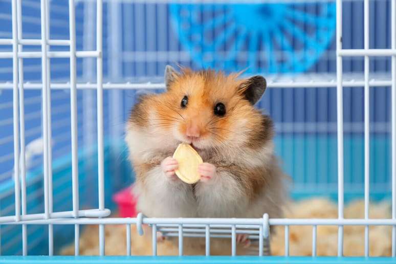 A expectativa de vida dos hamsters varia de um ano e meio a tr&ecirc;s anos 