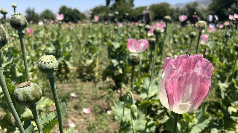 O Talebã proibiu o cultivo da papoula no Afeganistão em abril de 2022