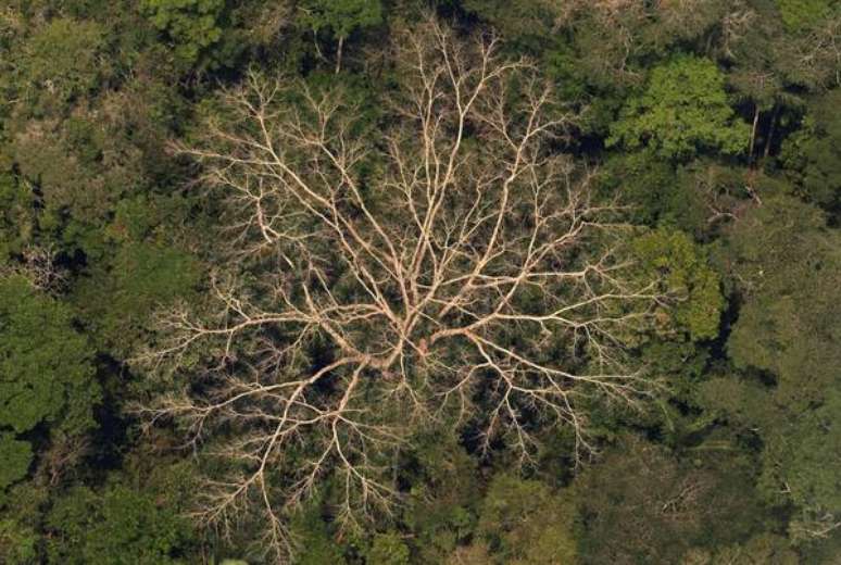 Vista aérea da Floresta Amazônica