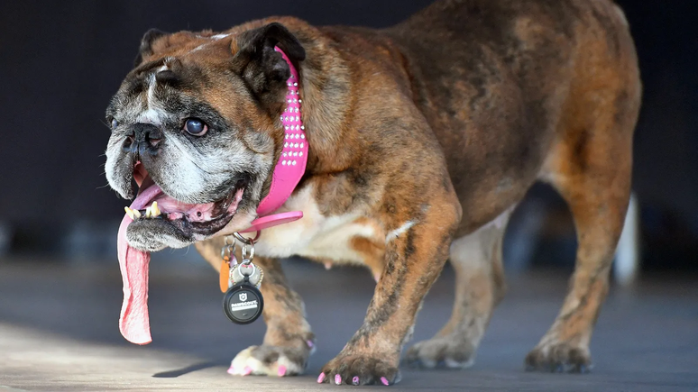 Os traços exagerados dos animais feios também são encontrados nos bebês humanos. Cientistas acreditam que esses traços ativam alguns dos nossos instintos protetores