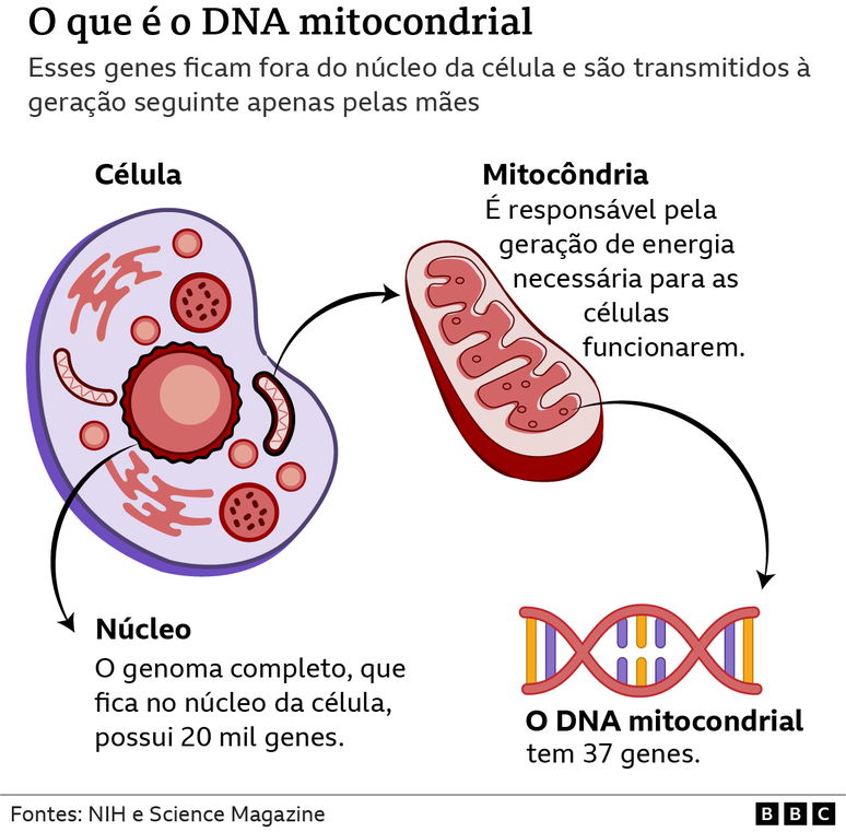 O que é a mitocôndria e o DNA mitocondrial