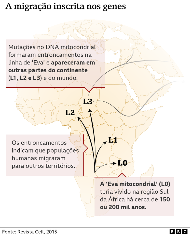 Migração do DNA mitocondrial