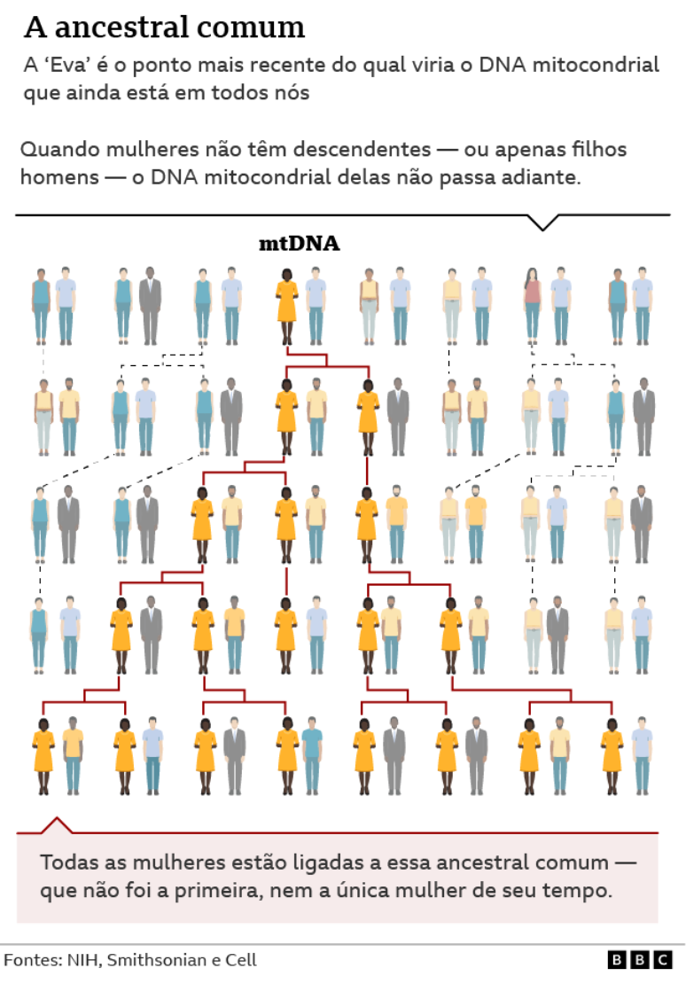 Linhas geracionais de transmissão do DNA mitocondrial