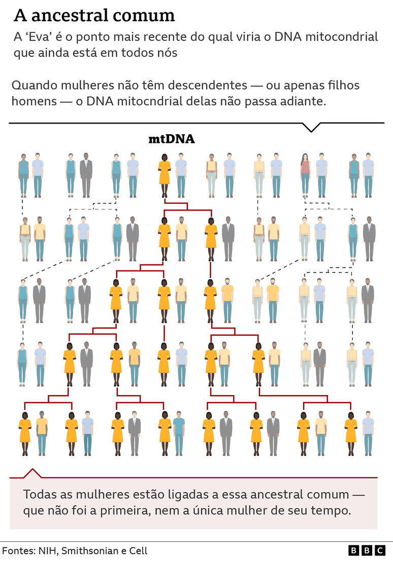 Generational lines of transmission of mitochondrial DNA