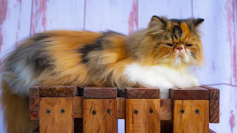 Em gatos malhados, os genes se expressam claramente em seu pelo