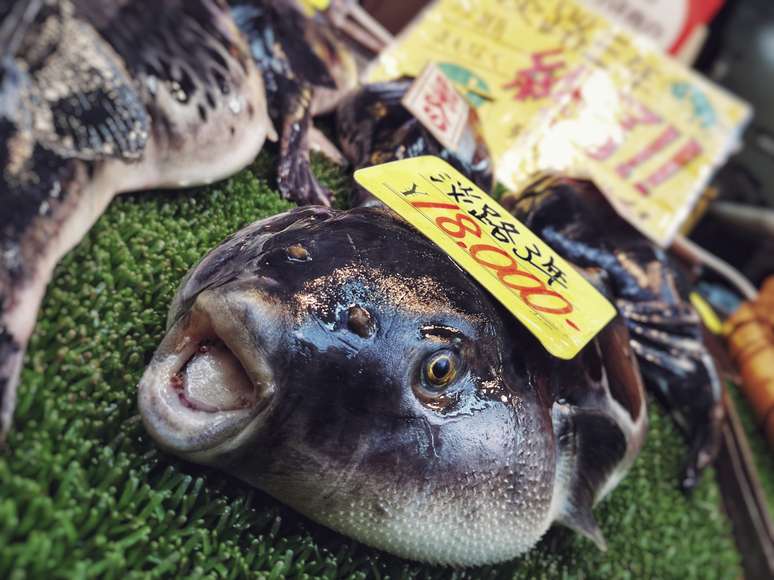 Fugu para a venda em um mercado em Osaka