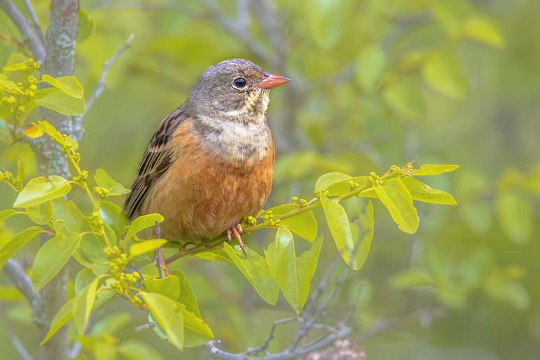 Ortolan Bunting empoleirado na árvore