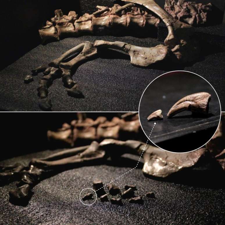 Comparação entre os fósseis do indivíduo adulto e o juvenil de Unaysaurus com destaque para as garras