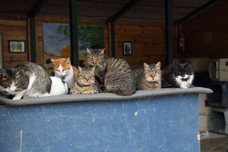 Gatos sofrem com variante do coronavírus felino no Chipre