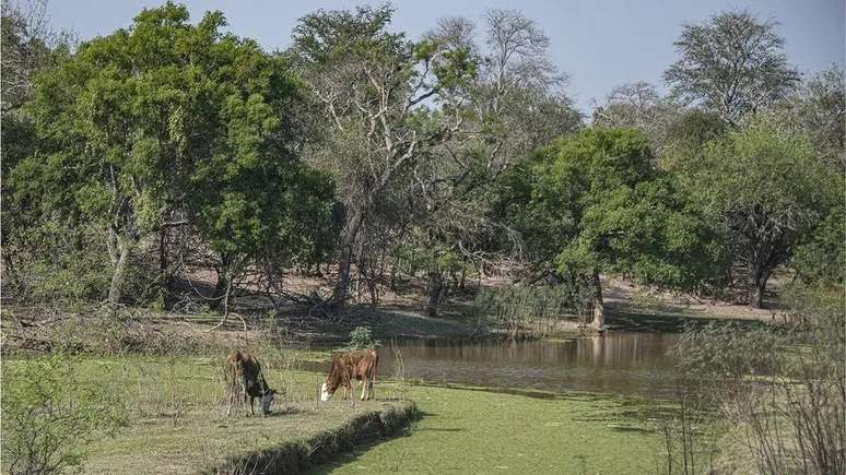 O Gran Chaco tem uma paisagem mista de florestas baixas e secas e savanas