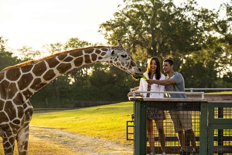 O momento fofura do Serengeti Safari é a chance de alimentar girafas direto da traseira do caminhão