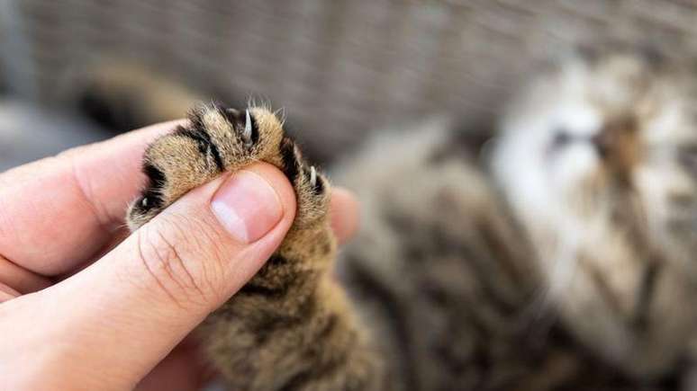 Quando os gatos usam suas garras com muita força ao amassar, a situação pode ser dolorosa