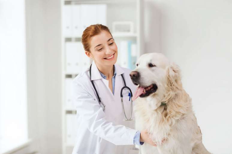 A cinomose é contagiosa entre animais infectados 