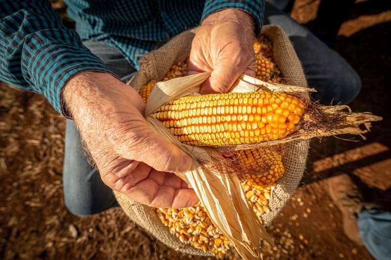 Milho chegou a ser cotado a R$ 104 a saca em março de 2022, sendo negociado atualmente em R$ 55 — uma desvalorização de 47% em pouco mais de um ano