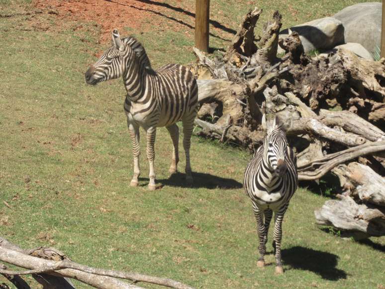 No zoológico do Animália Reserva as zebras vivem em um espaço que recria a savana africana