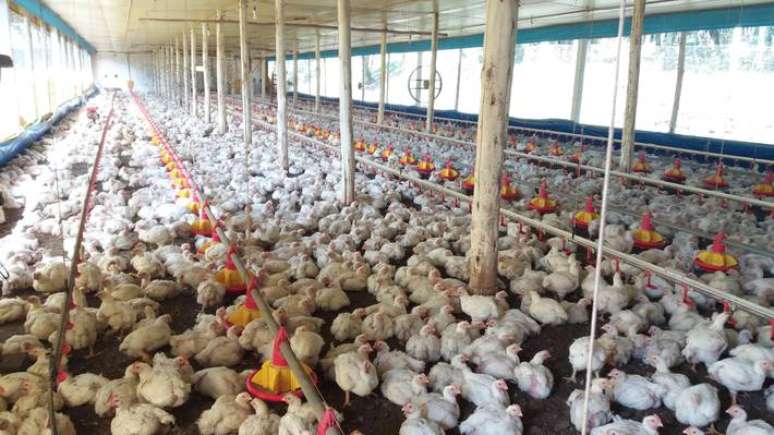 Gripe avi&aacute;ria &eacute; preocup&ccedil;&atilde;o sanit&aacute;ria em Santa Catarina