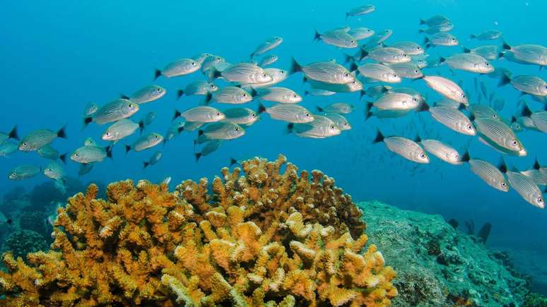 Peixes que habitam águas mais quentes têm metabolismo mais alto e precisam de mais oxigênio