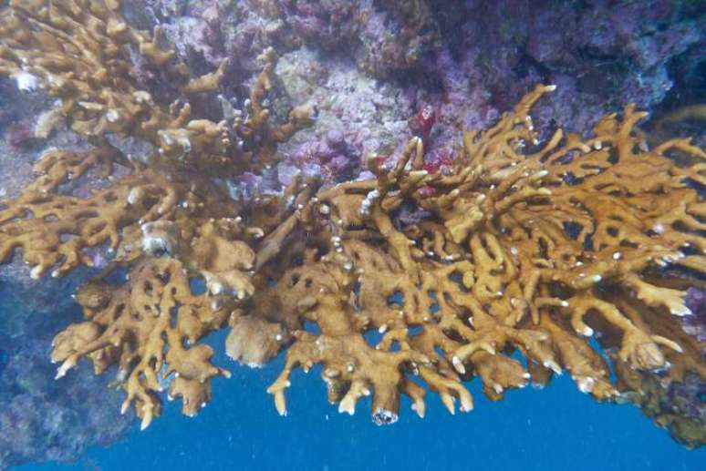 Pesquisa visa avaliar a resistência de corais; na foto, imagem de coral-de-fogo da espécie Millepora alcicornis na costa sul da Bahia